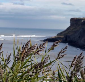 Plants growing on beach against sky