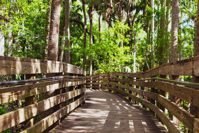 Footpath amidst trees in forest