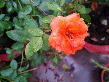 Close-up of wet flower blooming outdoors