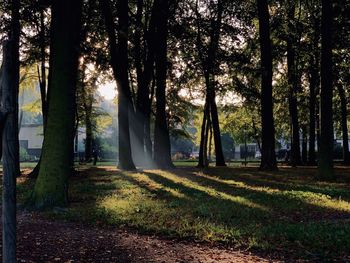 Trees in forest