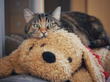 Close-up portrait of stuffed toy at home