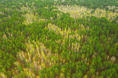 Aerial view of forest