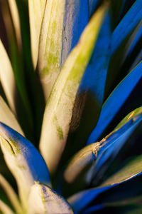 Full frame shot of plants