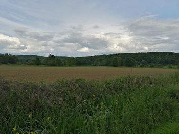 Scenic view of agricultural field against sky