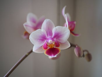 Close-up of pink orchid