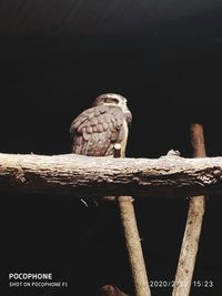 Low angle view of owl perching on tree