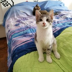 Portrait of cat sitting on bed at home