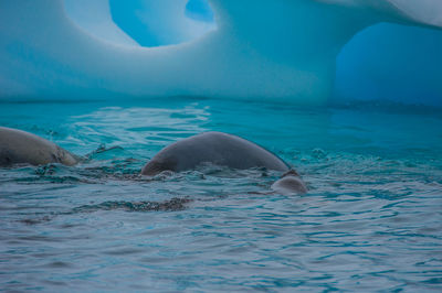 Scenic view of swimming in sea