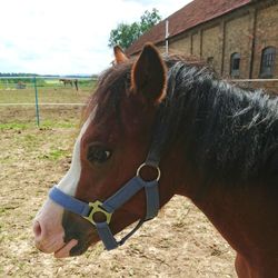 Close-up of horse on field against sky