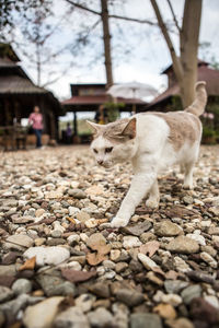 Cat standing on pebbles