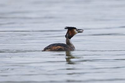 Duck swimming in lake