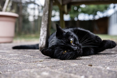 Portrait of black cat resting