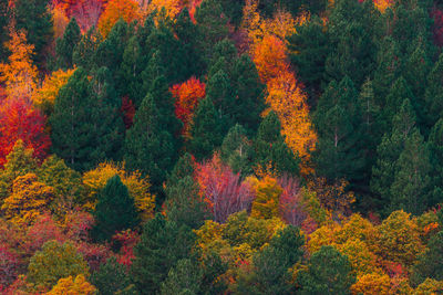 Scenic view of forest during autumn