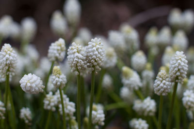 Close-up of white flowers blooming outdoors