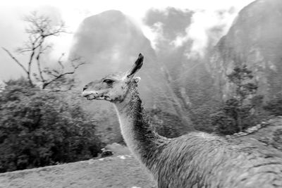 Black and white close-up of alpaca against sky machu picchu