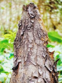 Close-up of tree trunk in forest