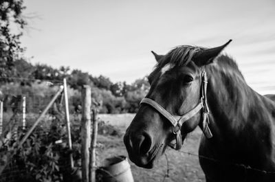 Horse standing on field
