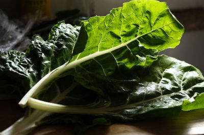 Close-up of green leaves