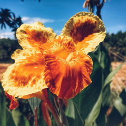 Close-up of day lily blooming against sky