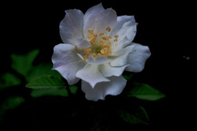 Close-up of flower against black background
