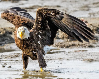 Eagle with spread wings in lake