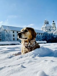 Dog on snow covered landscape