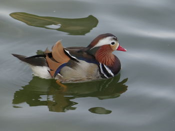 Duck swimming in lake