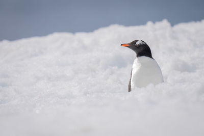 Gentoo penguin stands half-hidden by deep snow