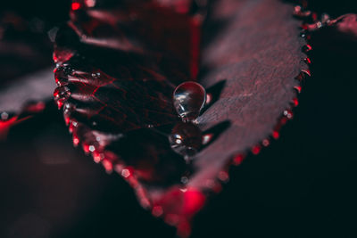 Close-up of water drops on fruit