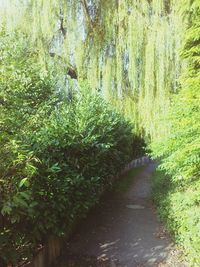 Footpath in forest