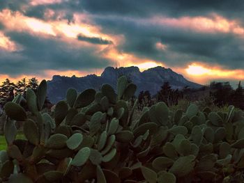 Cactus plants against dramatic sky during sunset