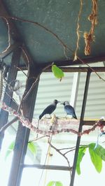 Low angle view of birds perching on branch