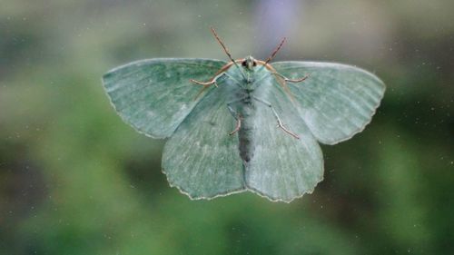 Close-up of insect on leaf