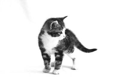 Portrait of cat sitting on white background