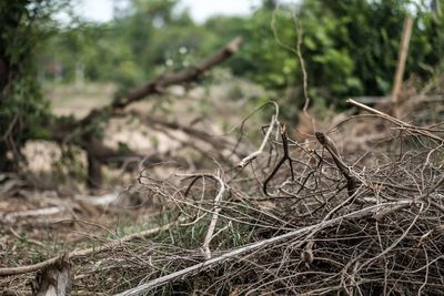 Close-up of dried plant on field in forest