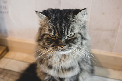 Close-up portrait of a cat