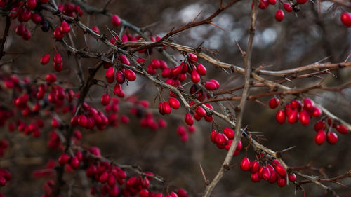 Close-up of red berries growing on tree