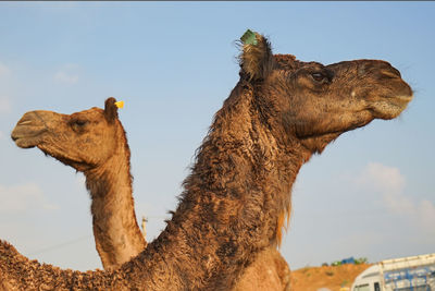 Camels portrait at the pushkar camel fair, rajasthan, india