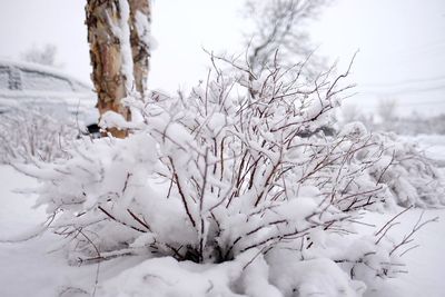 Close-up of frozen tree on field against sky