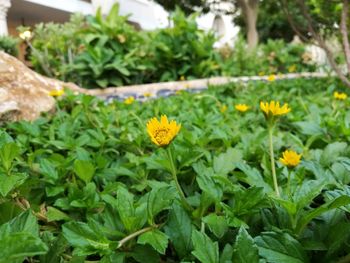 Close-up of yellow flower