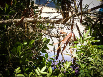 Low angle view of plants