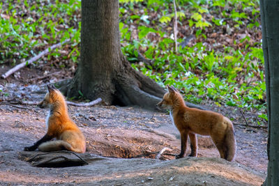 Two foxes enjoying the morning sun