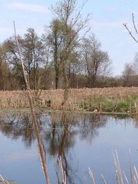 Reflection of trees in lake