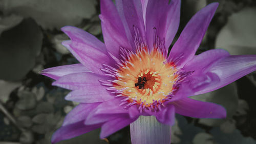 Close-up of pink flower