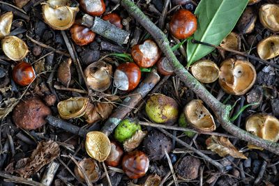 High angle view of conkers