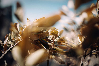 Close-up of flowering plants against sky