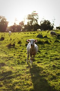 Sheep in a field