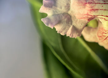 Close-up of flowering plant