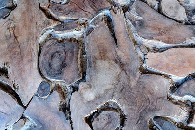 The textured background of tree trunk cut, wooden background slice wood texture