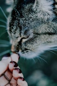 Close-up of hand holding cat